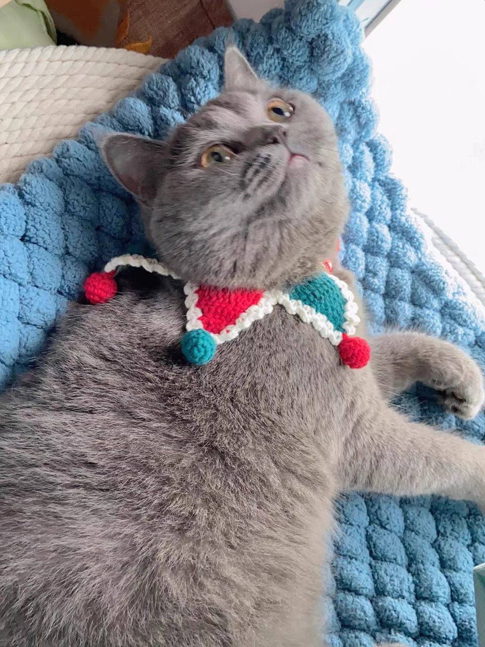 Behind the Stitches: A Handmade Crochet Cat Collar Scarf for Cozy Pet Moments
