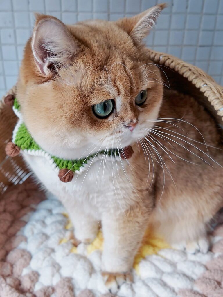 Green handmade crochet cat collar scarf on a cat